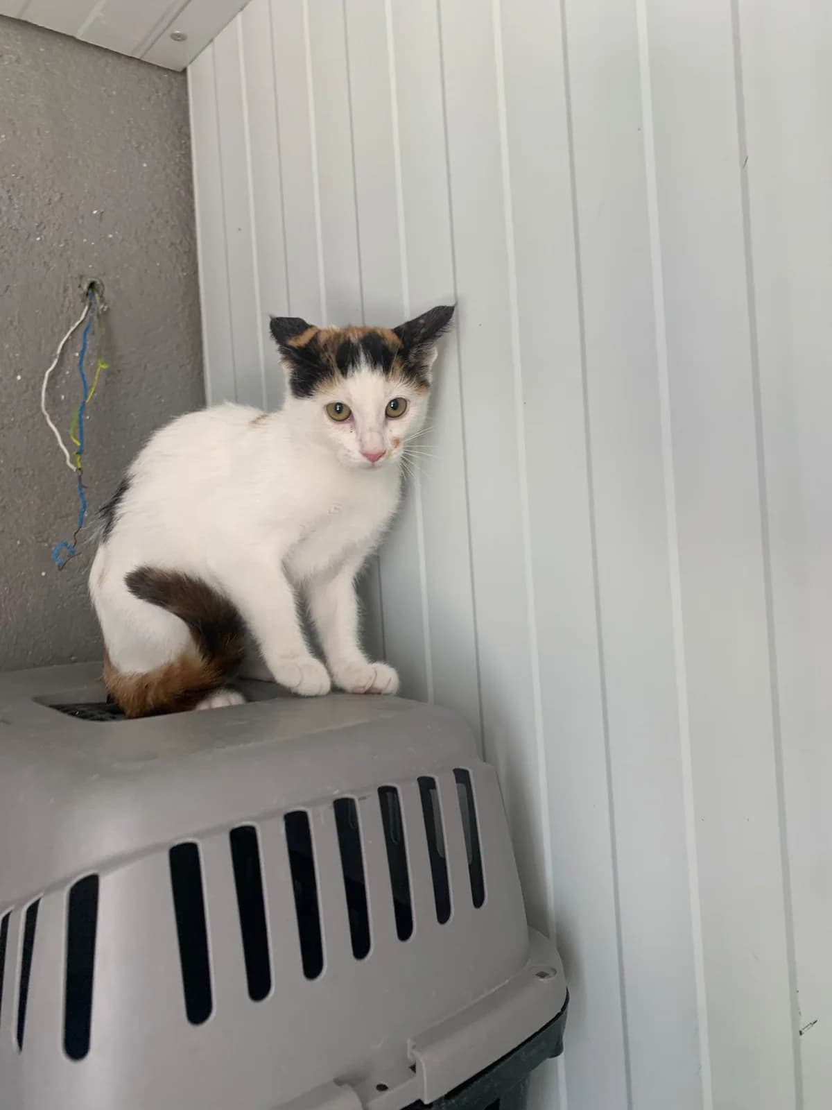 MILICHA, Mixed Breed for adoption at Protectora de Lugo