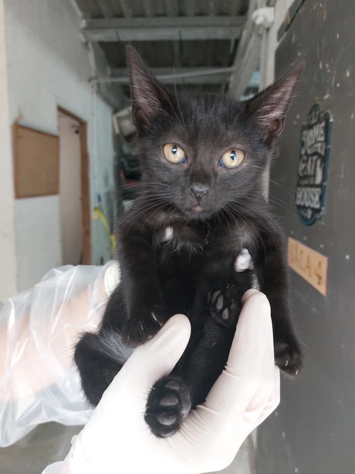 Morita 2, Mixed Breed for adoption at Protectora de Lugo