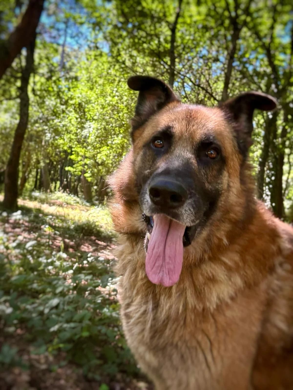 Nardo, Mixed Breed for adoption at Protectora de Lugo