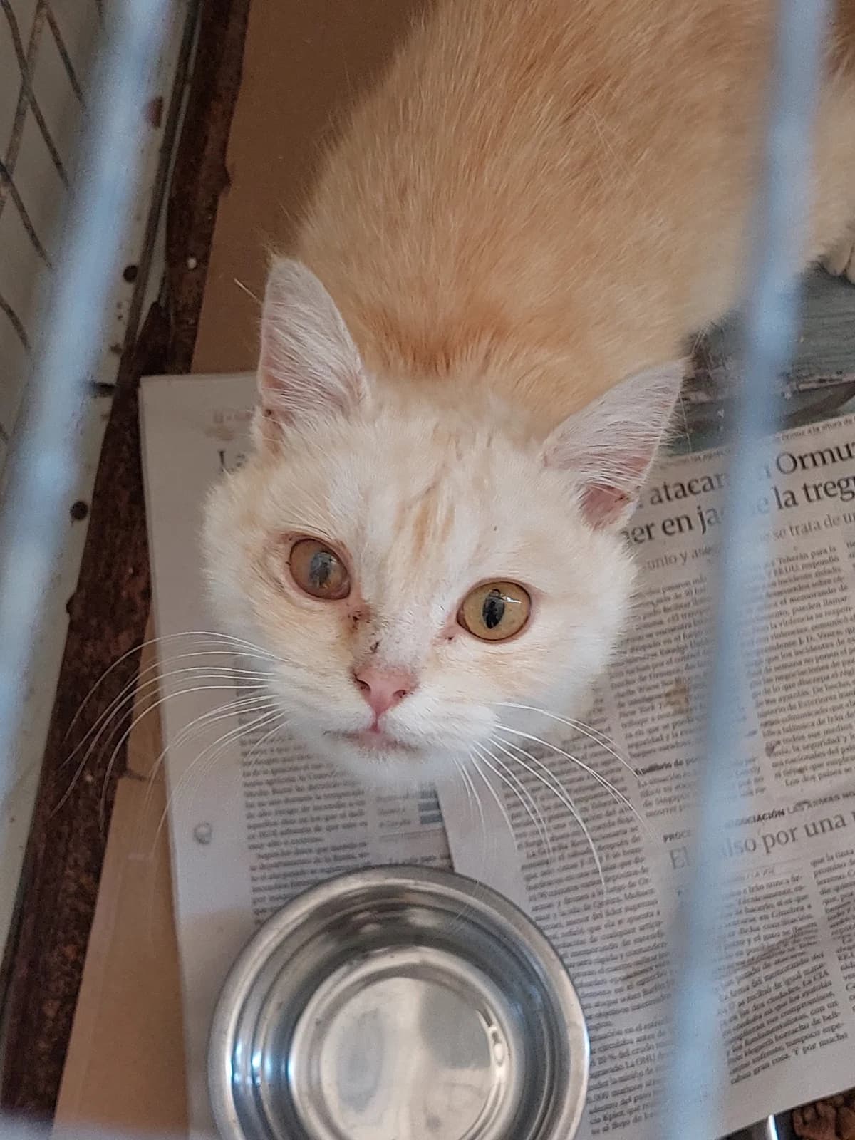 OLMO, Mixed Breed for adoption at Protectora de Lugo