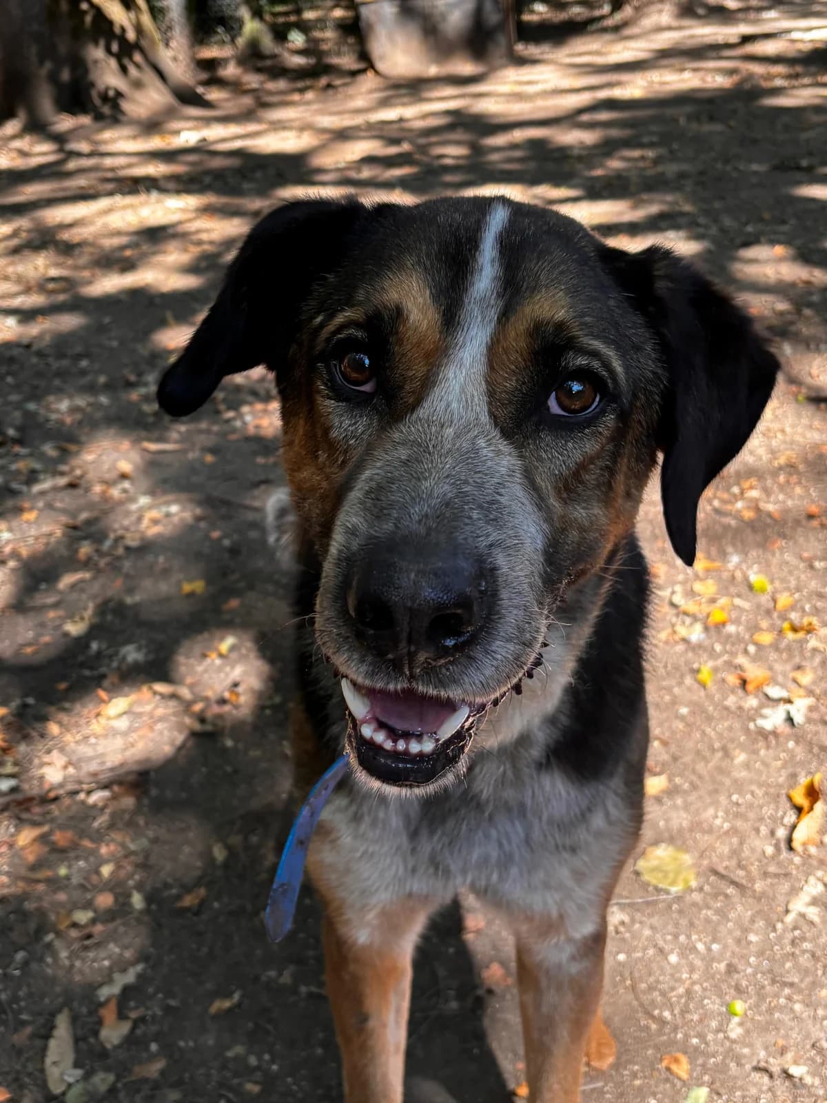 PANCHY, Mixed Breed for adoption at Protectora de Lugo