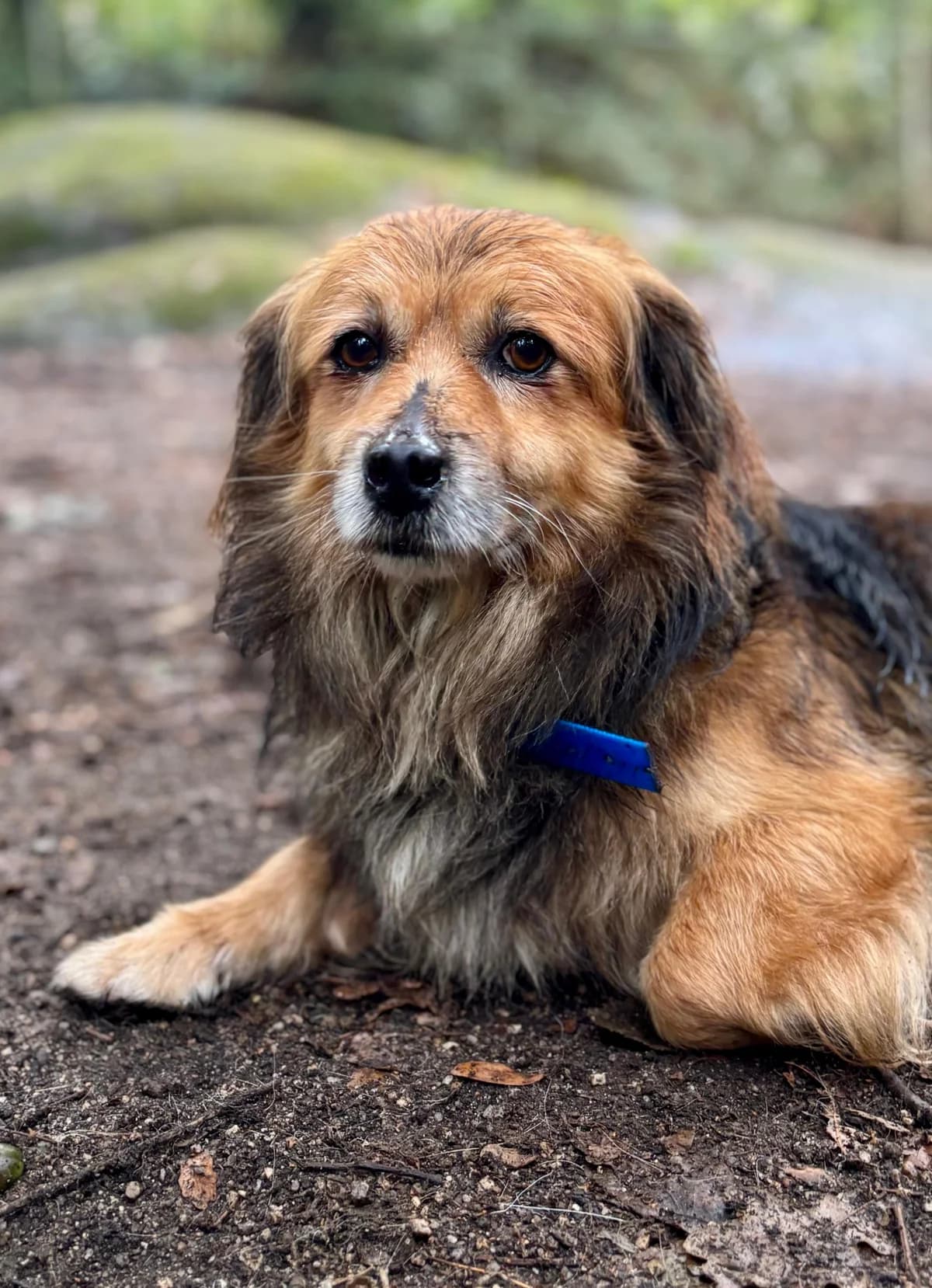 Pichi, Mixed Breed for adoption at Protectora de Lugo