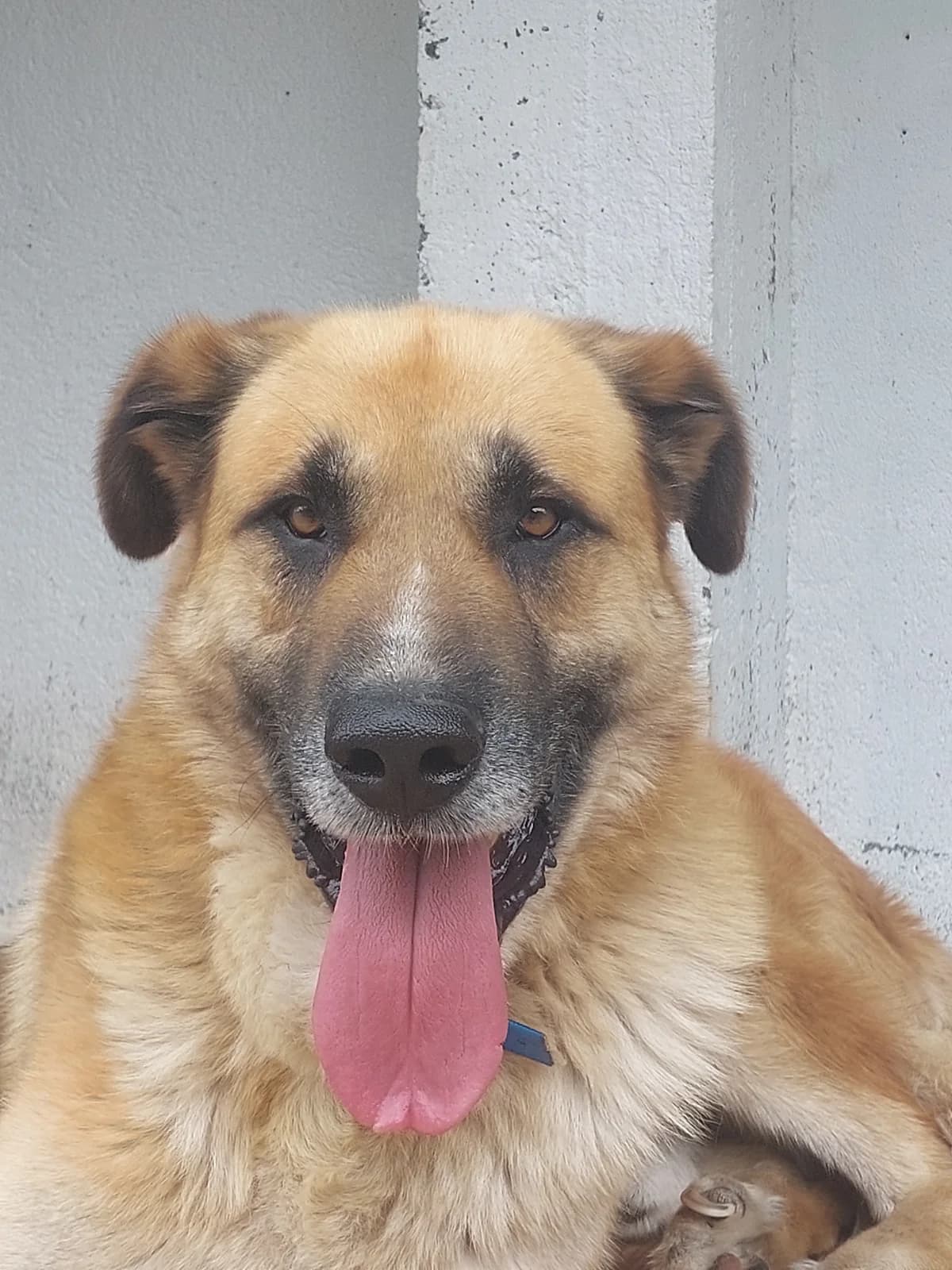 Santallés 1, Mixed Breed for adoption at Protectora de Lugo