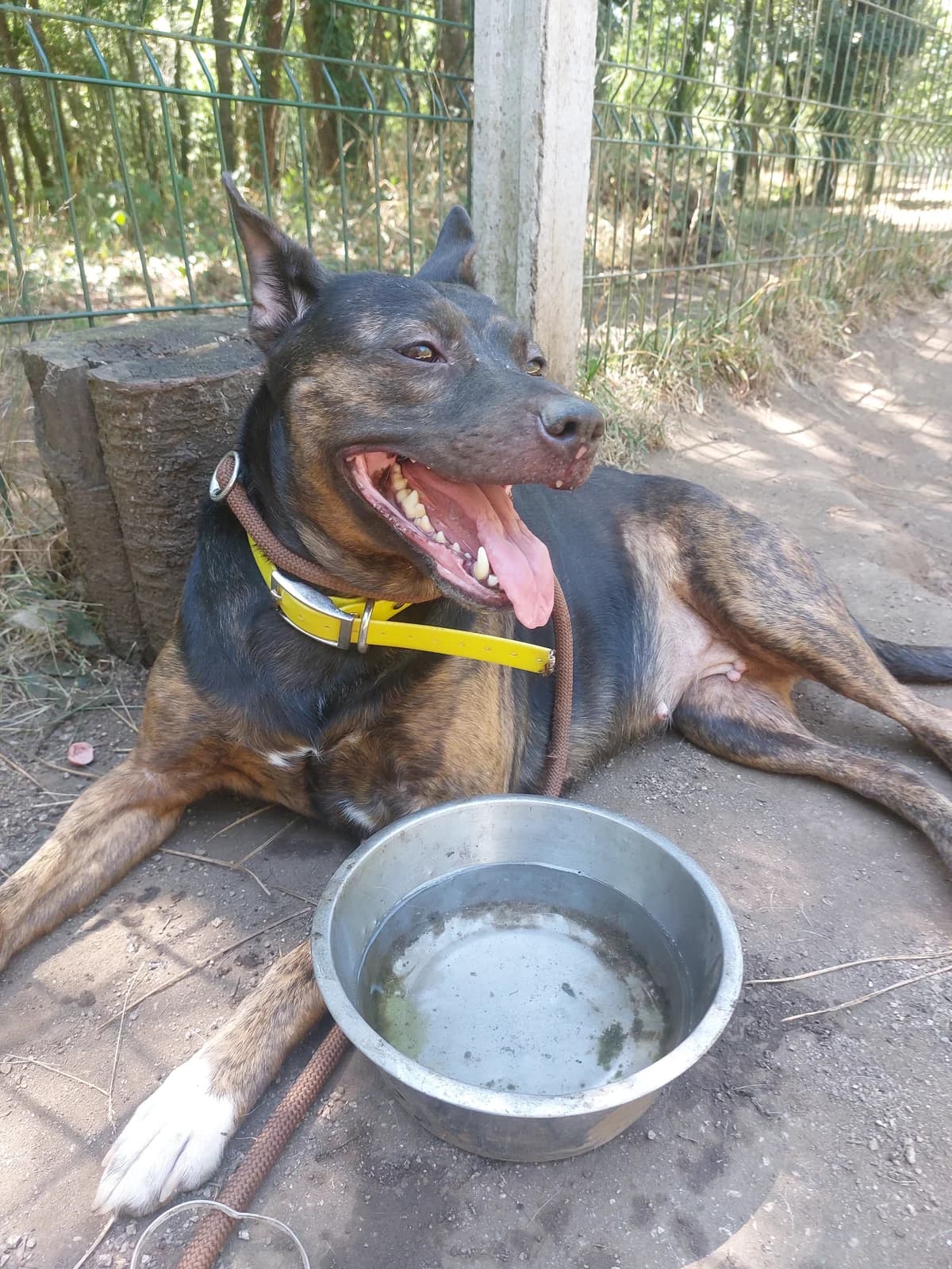 Sasha, Mixed Breed for adoption at Protectora de Lugo