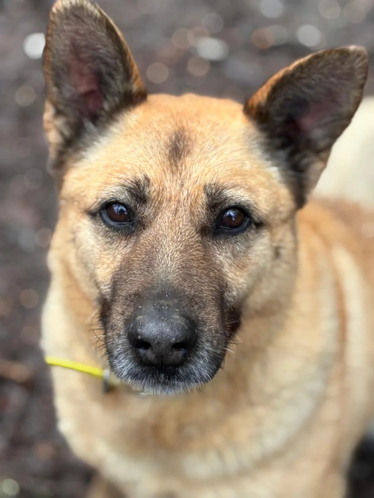Muna, Mixed Breed for adoption at Protectora de Lugo