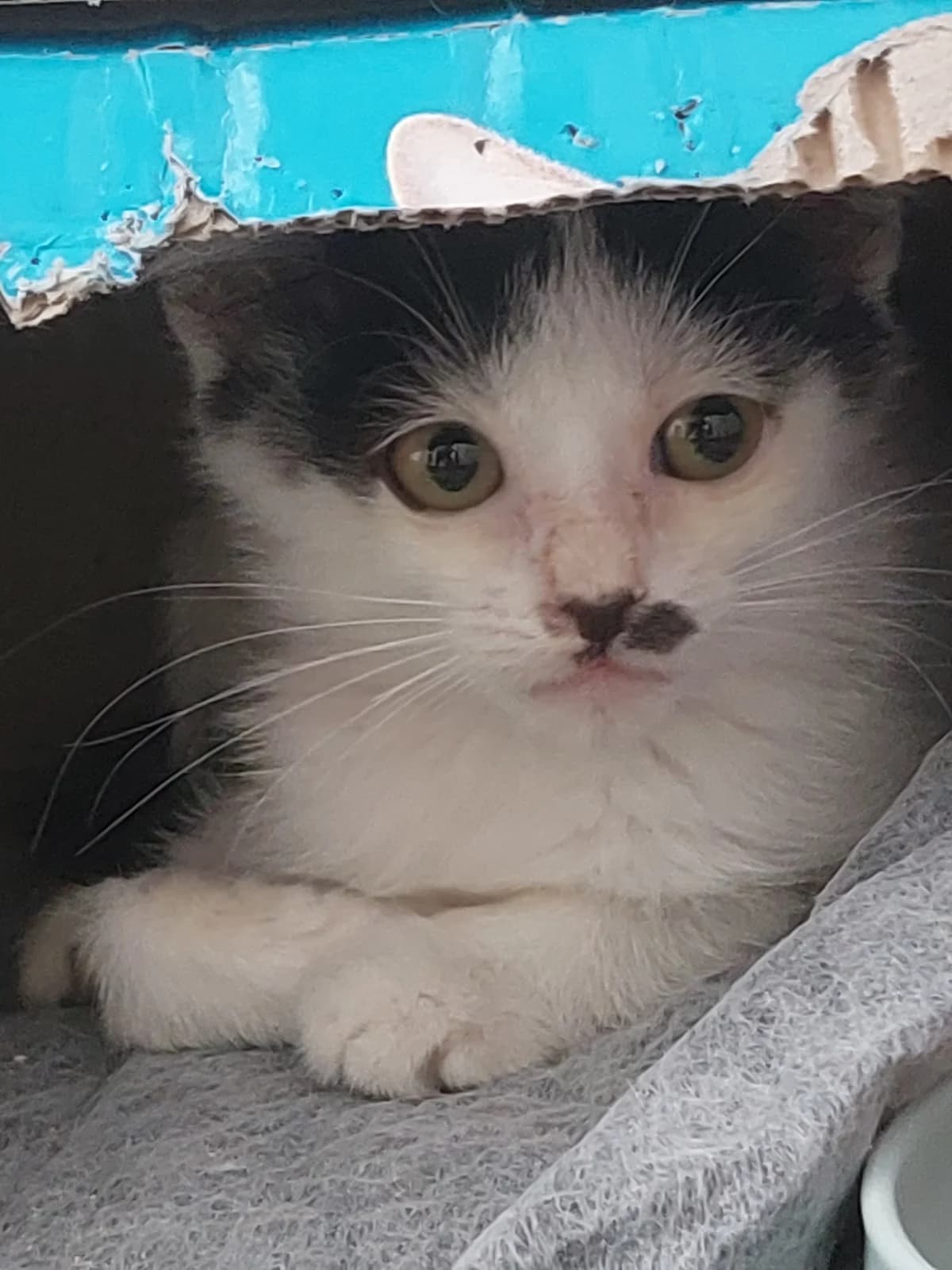 Sirax, Mixed Breed for adoption at Protectora de Lugo