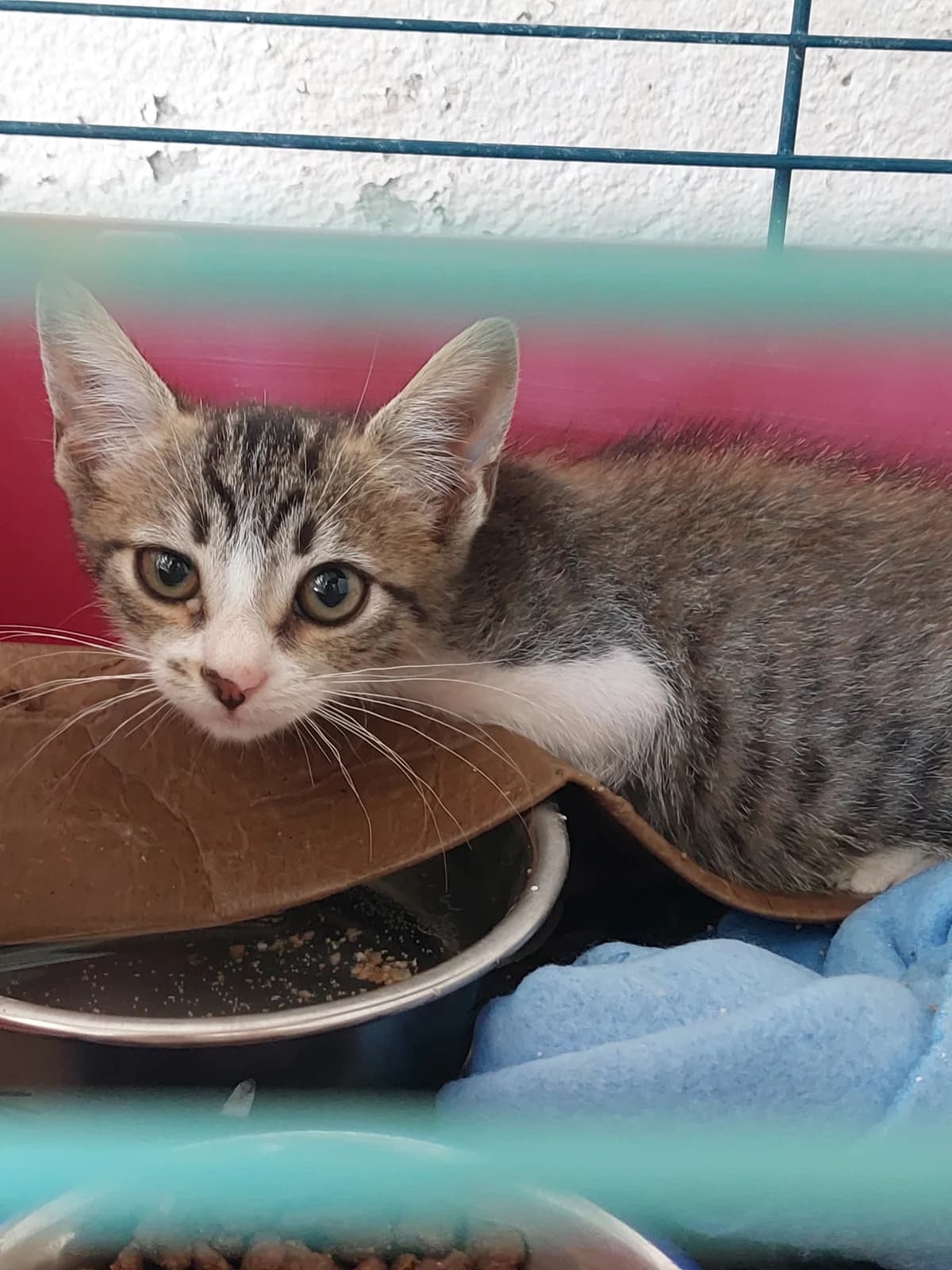TRUHAN, Mixed Breed for adoption at Protectora de Lugo