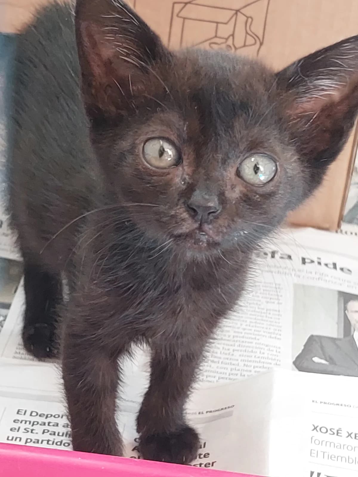 ZAMBURIÑA, Mixed Breed for adoption at Protectora de Lugo