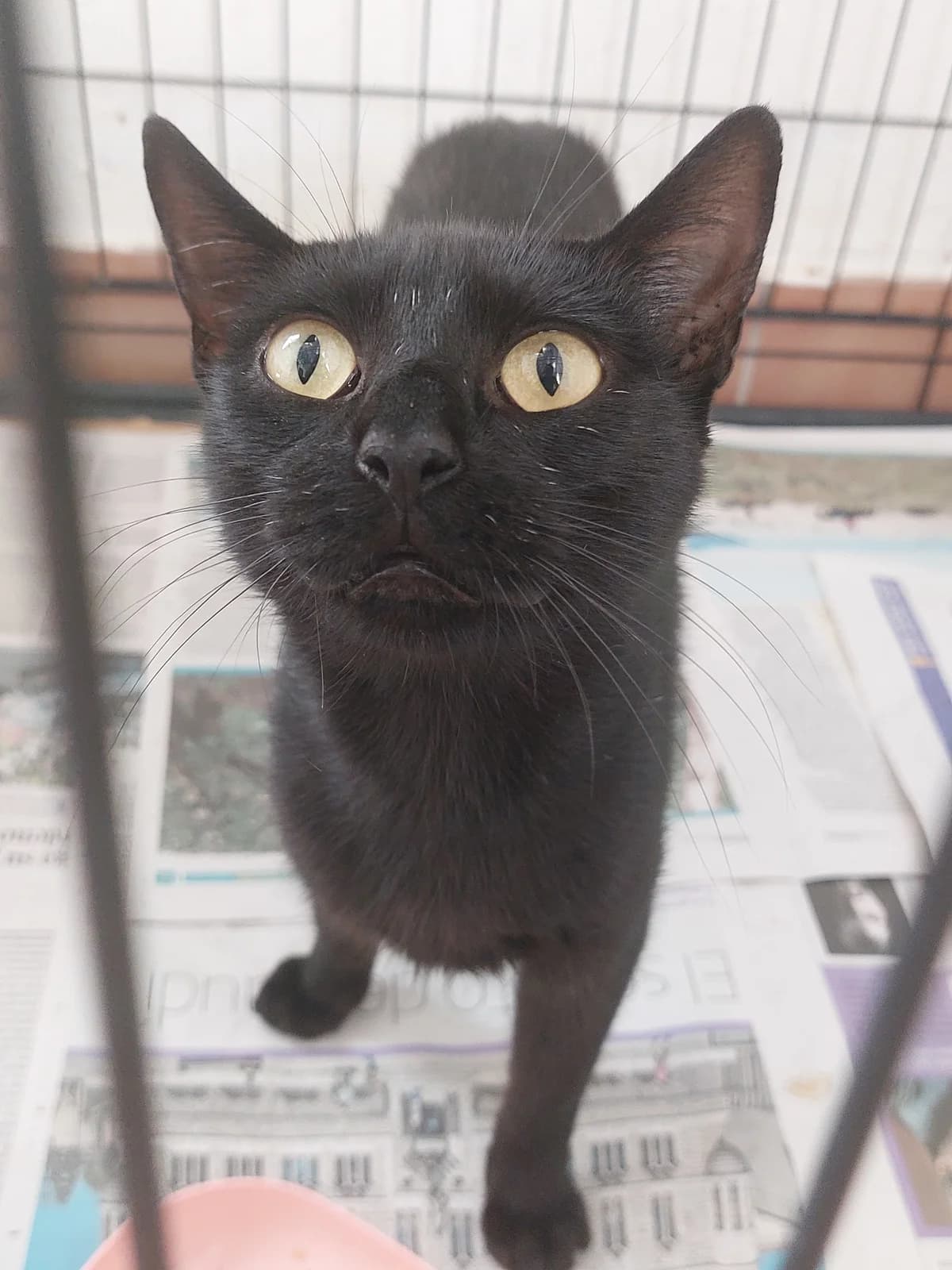 Zira, Mixed Breed for adoption at Protectora de Lugo