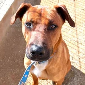 ANSELMO, male young Mixed Breed for adoption at SPAM Mataró
