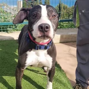 LEAH, female senior Mixed Breed for adoption at SPAM Mataró