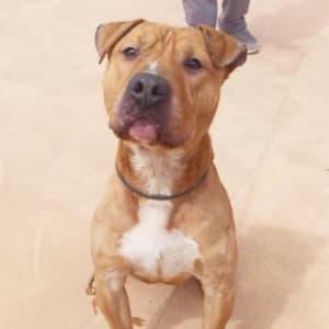 PADDY, male young Mixed Breed for adoption at SPAM Mataró