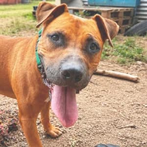 BRENNAN, male 7yo Mixed Breed for adoption at SPAM Mataró