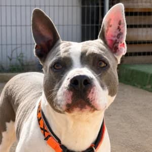 DUMBO, male 6yo Mixed Breed for adoption at SPAM Mataró