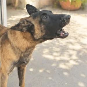 ARRELS, male young Mixed Breed for adoption at SPAM Mataró