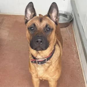 TORRES ARA DAM, male young Mixed Breed for adoption at SPAM Mataró