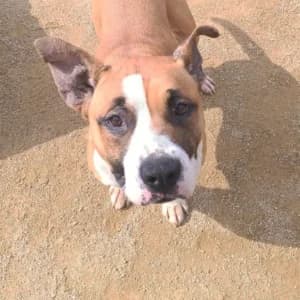 XHEILA, female young Mixed Breed for adoption at SPAM Mataró