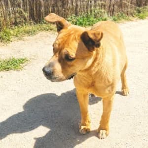 CANELO, male young Mixed Breed for adoption at SPAM Mataró