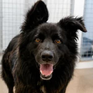 MYLO, male 3yo Mixed Breed for adoption at SPAM Mataró