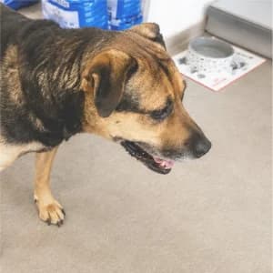 PERSEO, male senior Mixed Breed for adoption at SPAM Mataró