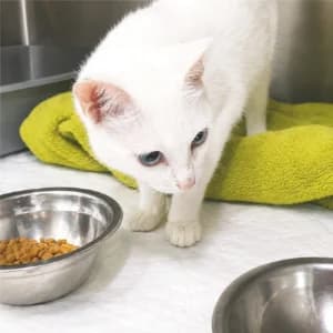 SNOWY, female young Mixed Breed for adoption at SPAM Mataró