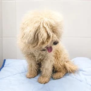SINDRIA, male young Mixed Breed for adoption at SPAM Mataró