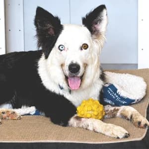 MOJITO, male senior Mixed Breed for adoption at SPAM Mataró