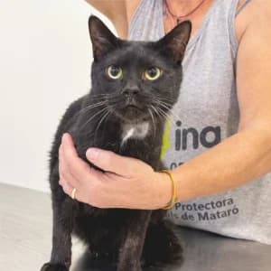 CAPRIXO, male senior Mixed Breed for adoption at SPAM Mataró
