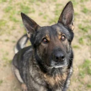 LINDA, female 5yo Mixed Breed for adoption at SPAM Mataró