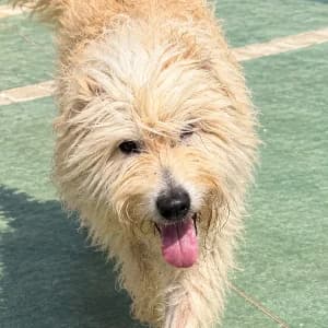 TRO, male 6yo Mixed Breed for adoption at SPAM Mataró