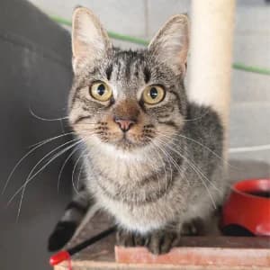 BETTY, female Mixed Breed for adoption at SPAM Mataró