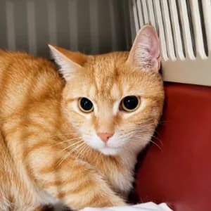 MINI, female Mixed Breed for adoption at SPAM Mataró