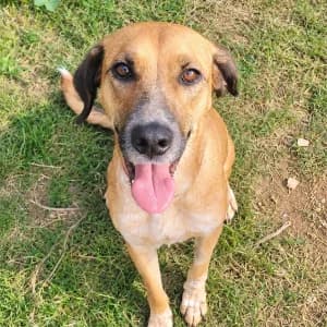 BASTET, female 5yo Mixed Breed for adoption at SPAM Mataró