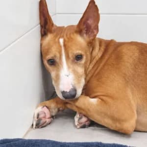 PORTHOS, male 7yo Mixed Breed for adoption at SPAM Mataró