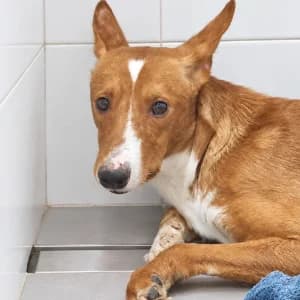 ATHOS, male 4yo Mixed Breed for adoption at SPAM Mataró