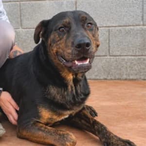 CHOP, male young Mixed Breed for adoption at SPAM Mataró