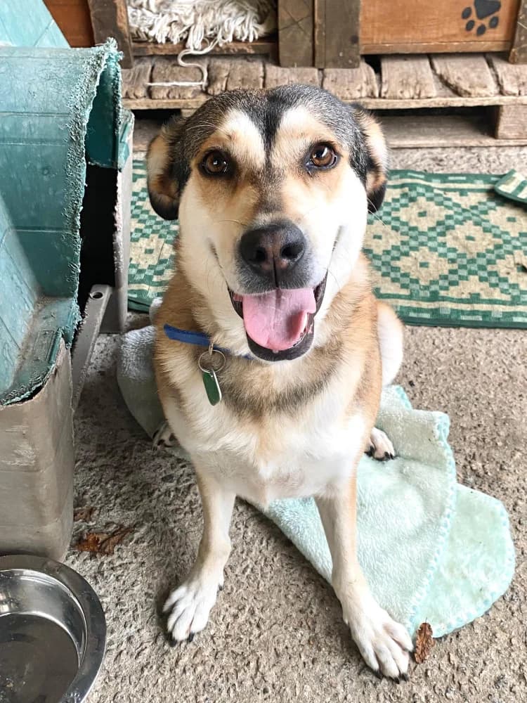 Aroa, female 4yo Mixed Breed for adoption at Refugio Os Biobardos Ponteareas