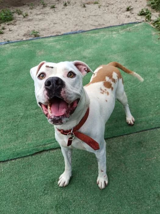 Drako 2, male 7yo Mixed Breed for adoption at Refugio Os Biobardos Ponteareas