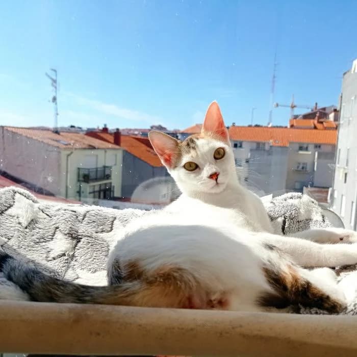 Desi Fernandez, female 3yo Mixed Breed for adoption at Refugio Os Biobardos Ponteareas