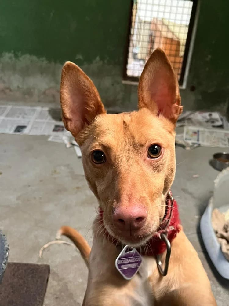 Darek, male 5yo Mixed Breed for adoption at Refugio Os Biobardos Ponteareas