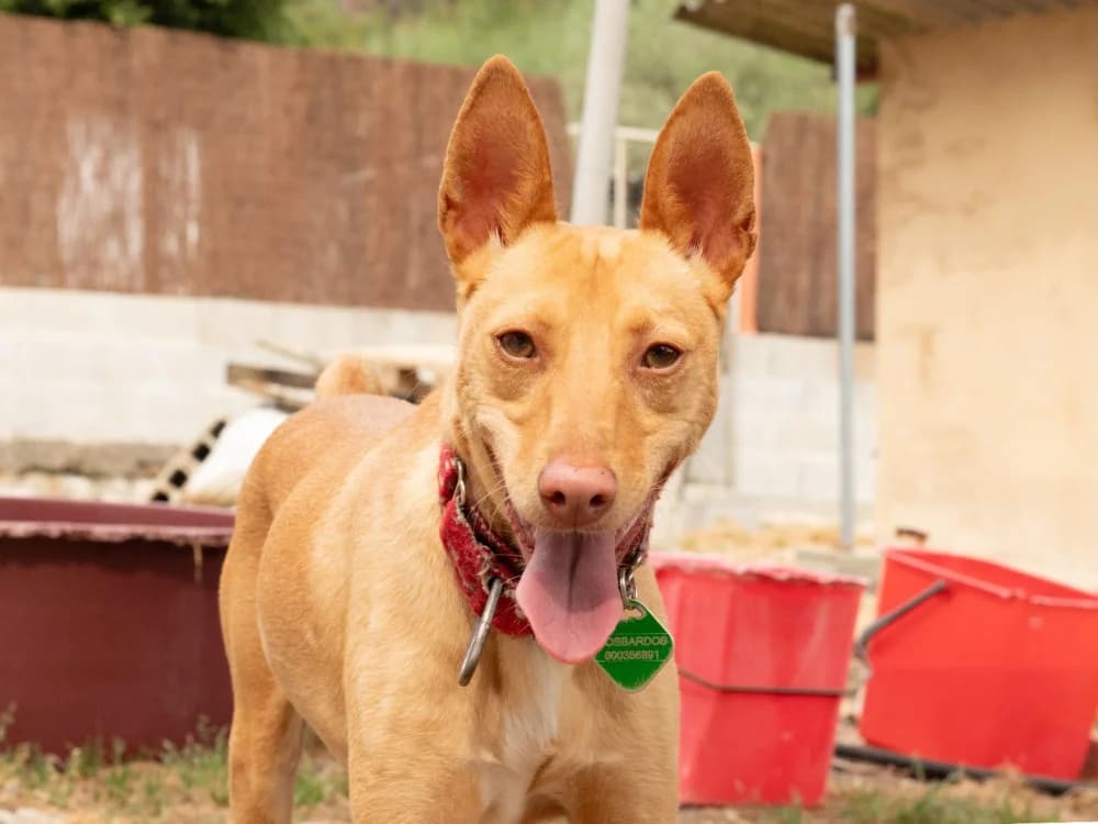 Darek, male 5yo Mixed Breed for adoption at Protectora Os Biosbardos Ponteareas
