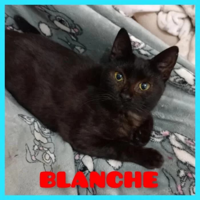 Blanche, female 3yo Mixed Breed for adoption at Refugio Os Biobardos Ponteareas