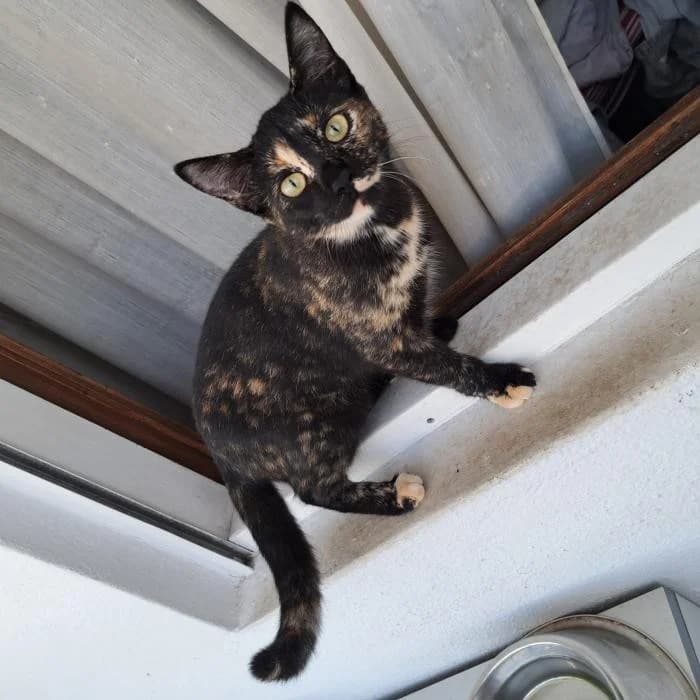 Catuxa Vigo, female 4yo Mixed Breed for adoption at Refugio Os Biobardos Ponteareas