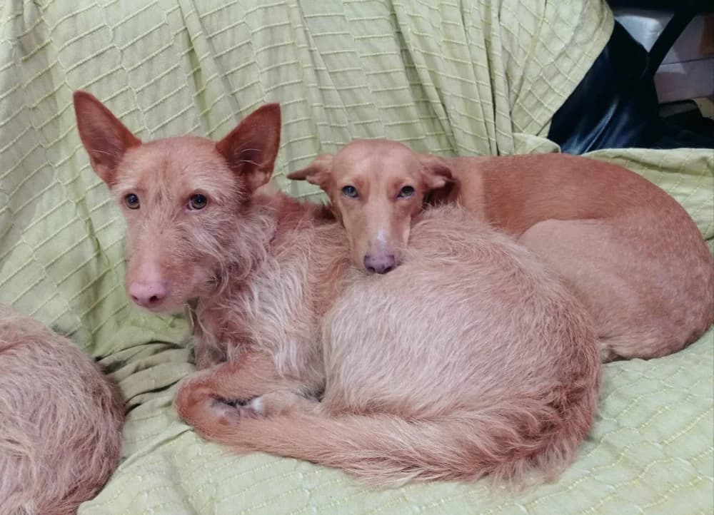 Cheis, male 6yo Mixed Breed for adoption at Refugio Os Biobardos Ponteareas