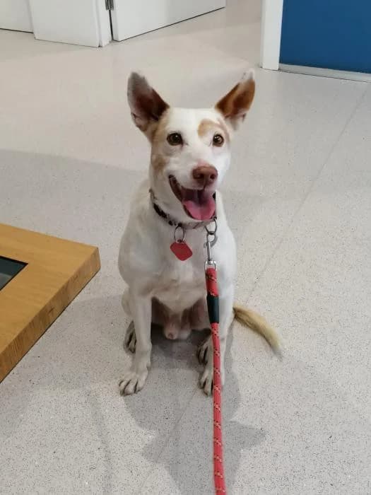 Blank, male senior Mixed Breed for adoption at Refugio Os Biobardos Ponteareas