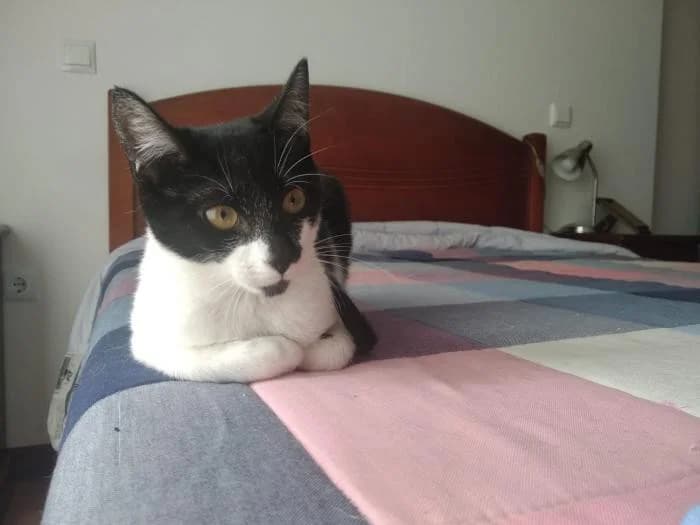 Abai, female 5yo Mixed Breed for adoption at Refugio Os Biobardos Ponteareas