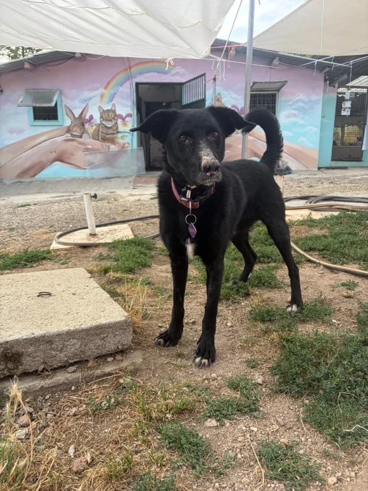 Bam, male 6yo Mixed Breed for adoption at Refugio Os Biobardos Ponteareas
