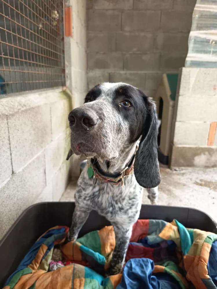 Bansky, male young Mixed Breed for adoption at Refugio Os Biobardos Ponteareas
