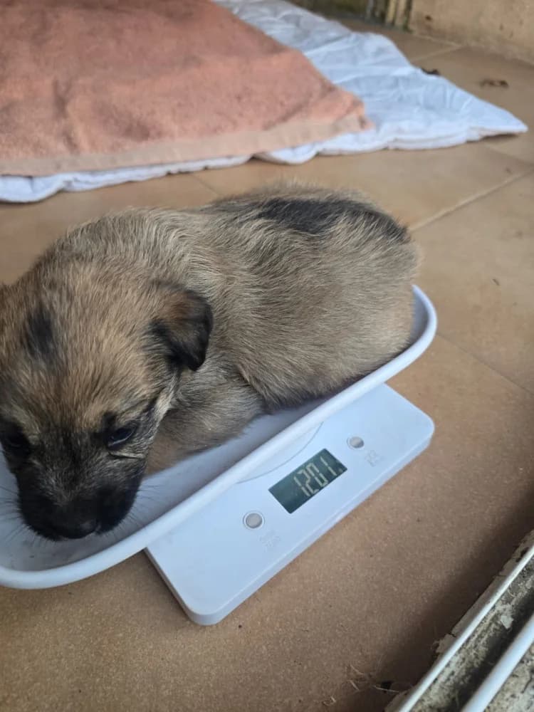 Amanita, female puppy Mixed Breed for adoption at Refugio Os Biobardos Ponteareas