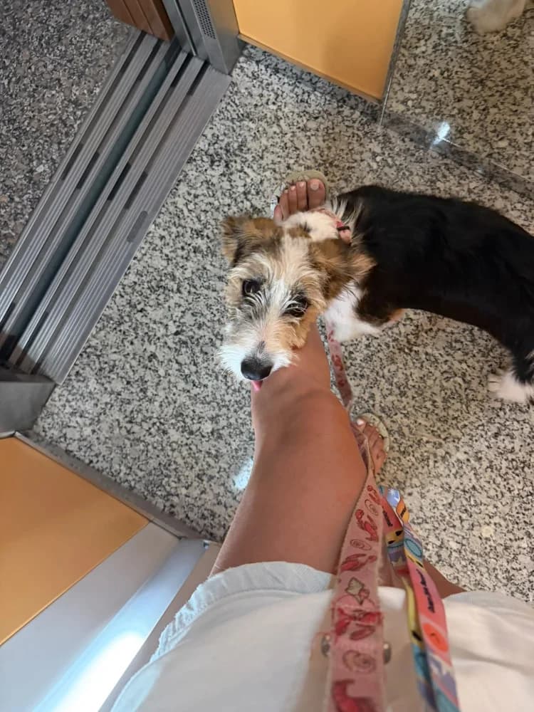 Buki, male young Mixed Breed for adoption at Refugio Os Biobardos Ponteareas